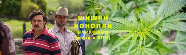 прущие грибы Бердск
