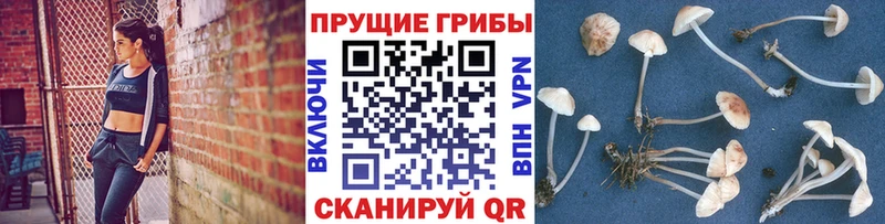 Галлюциногенные грибы GOLDEN TEACHER  это телеграм  Новоузенск 